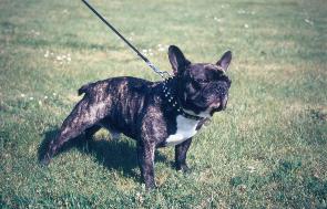 bouledogue francais